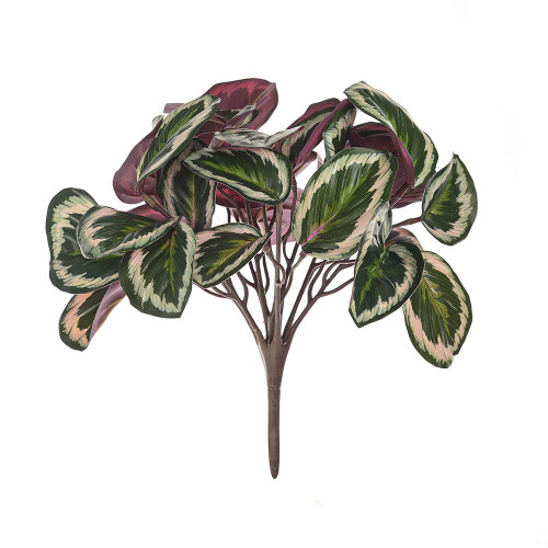 Exterior Calathea Bush Variegated 28cm