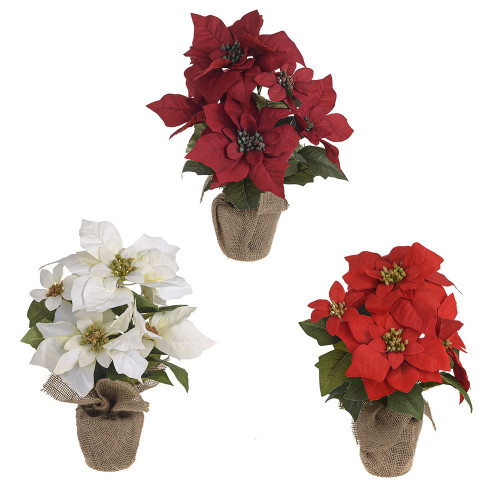 Potted Poinsetta Burlap Pot Red/Dark Red/Ivory 36cm from Country Baskets