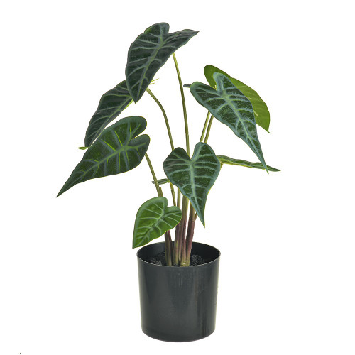 Alocasia Leaves In Pot 36.5Cm