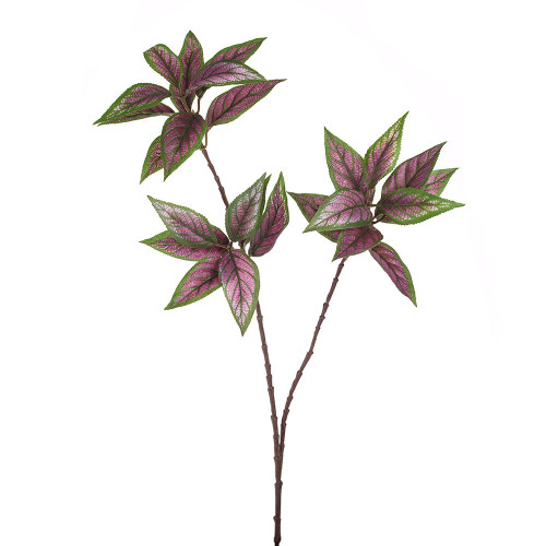 Persianshield Spray Purple/Green - 47cm from Country Baskets