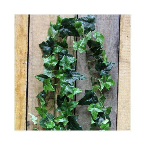 English Ivy Vine