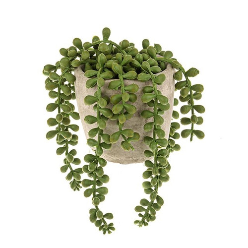 Potted String of Pearls