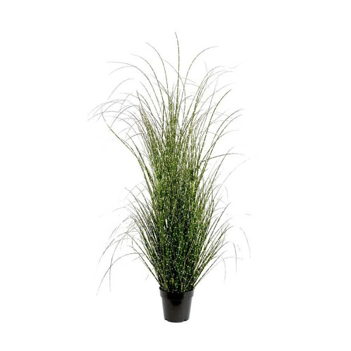 Potted 155cm Miscanthus Zebrinus Plant