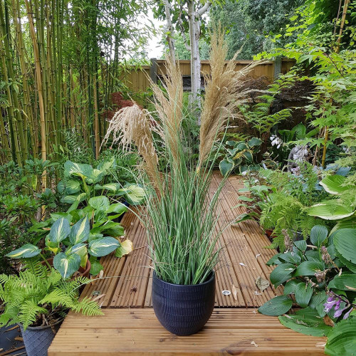 Potted Pampas 3 Heads