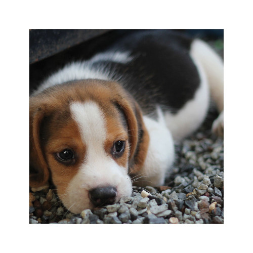 Blank - Beagle Puppy from Country Baskets