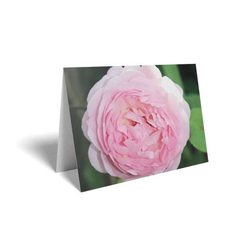 Folded Card  Pink Rose