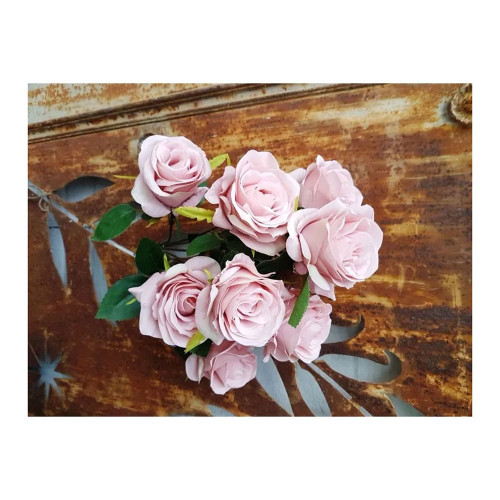 Antique Rose Bush Pink