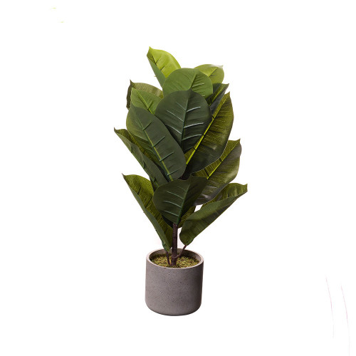 Potted Ficus Robusta 50cm