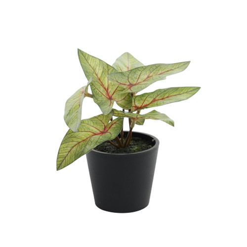 Plant House Mini Syngonium 13cm potted from Country Baskets