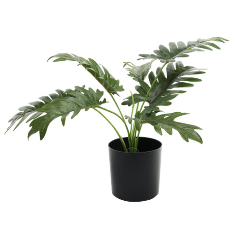 Plant house philo 40cm potted