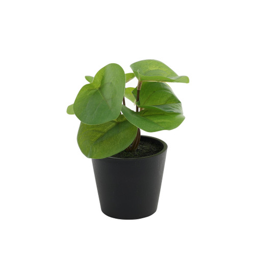 Plant house pilea 13cm potted