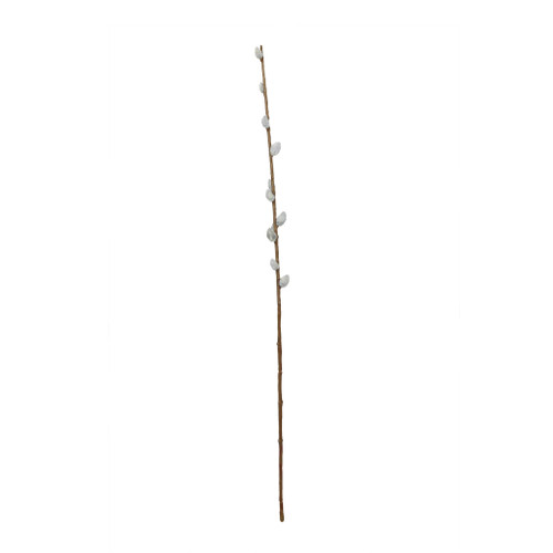 Pussy Willow x11 Grey - 74cm