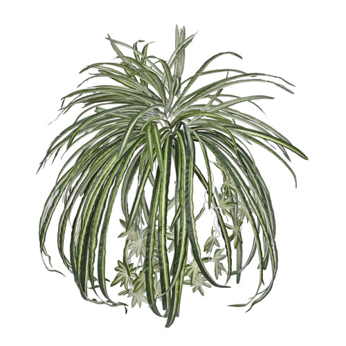 Deluxe Spider Bush x 12 from Country Baskets