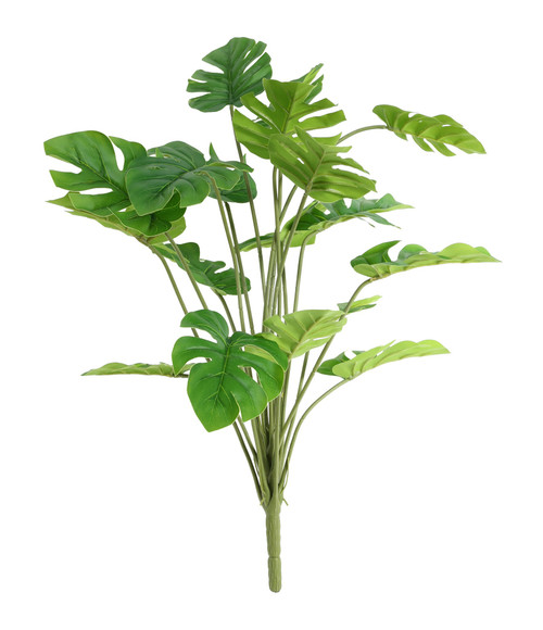 Plant House Monstera 46cm from Country Baskets