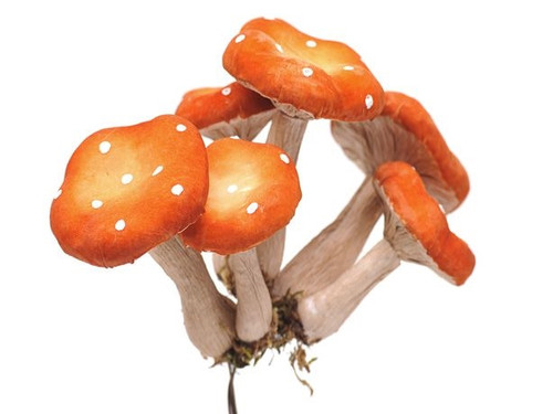 Autumn Mushroom Picks Orange