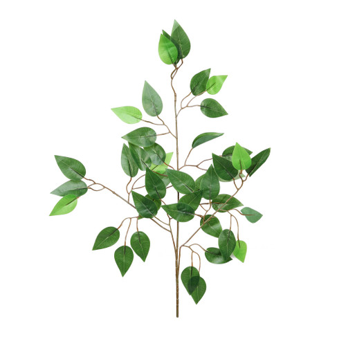 Essential Ficus x12 - Green