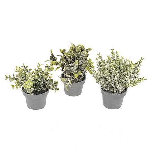 Frosted Potted Grass 3 Assorted 17Cm