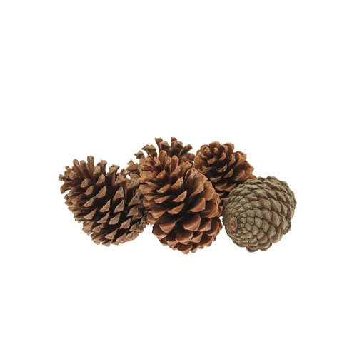 5-10cm Maritima Pine Cones  (x25) (1)