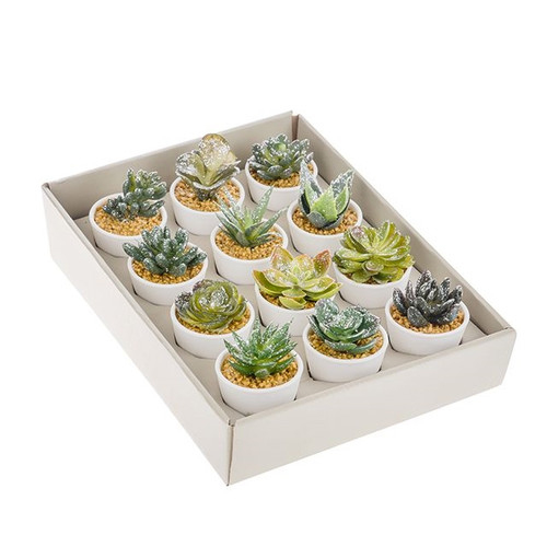 Potted Mini Glitter Succulents 12Ast from Country Baskets