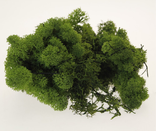 500g Olive Green Reindeer Moss