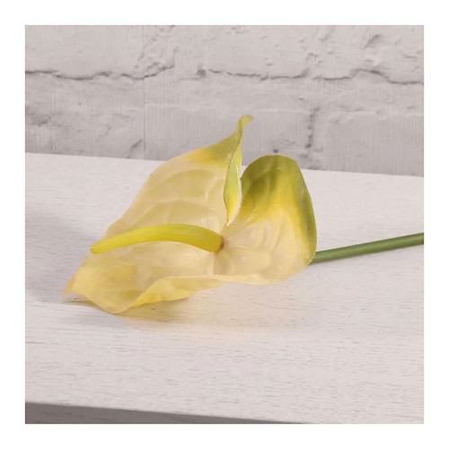 Anthurium White