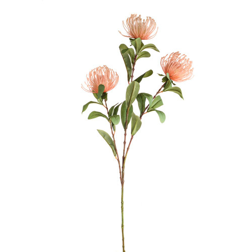 Tintagel Leucospermum Peach