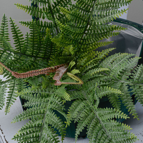 Boston Fern Bush