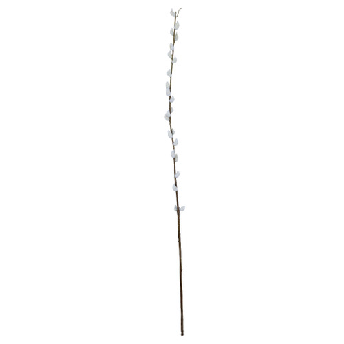 Single Pussy Willow - 89cm from Country Baskets