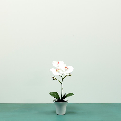 Aragon Phalaenopsis Orchid-White in Ceramic Pot -1 stem H38cm(1/12) from Country Baskets