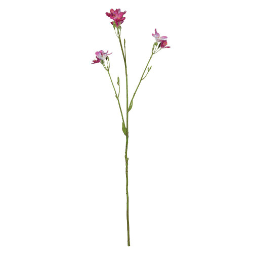 Belemcanda Chinensis Spray - Purple - 60cm from Country Baskets