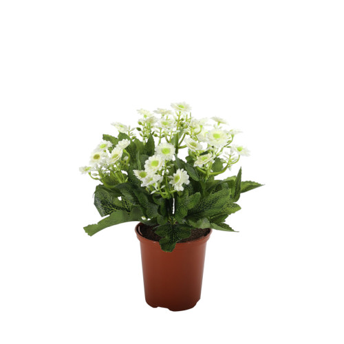 28cm Daisy Bush x6 Cream