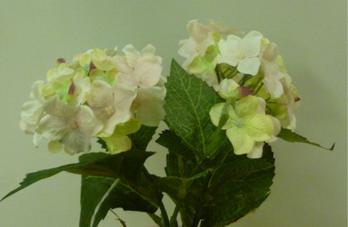 Hydrangea Bush Pink