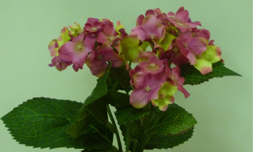 Hydrangea Bush Hot Pink