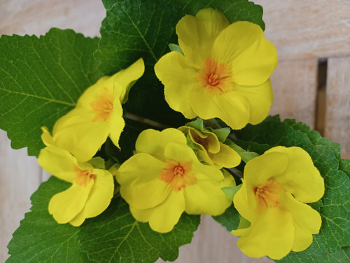 19cm Primula Bush Yellow