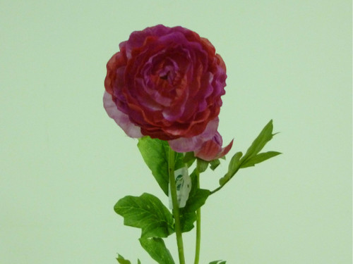 56cm Ranunculus With Bud Fuchsia