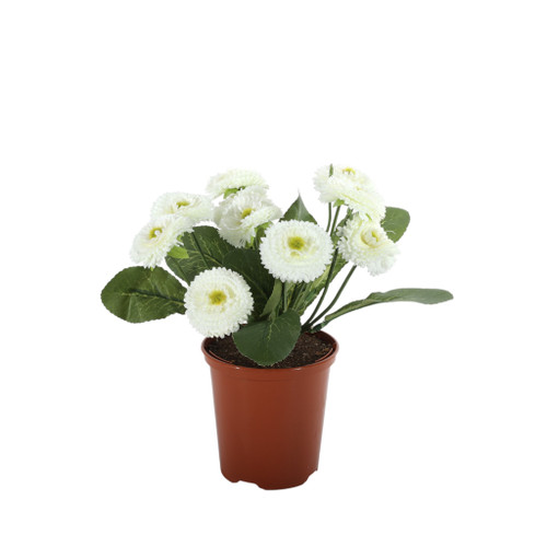 24cm Bellis Bush Cream