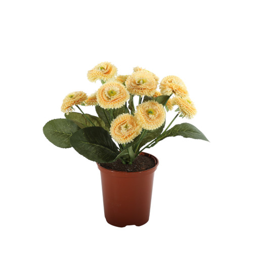 24cm Bellis Bush Yellow