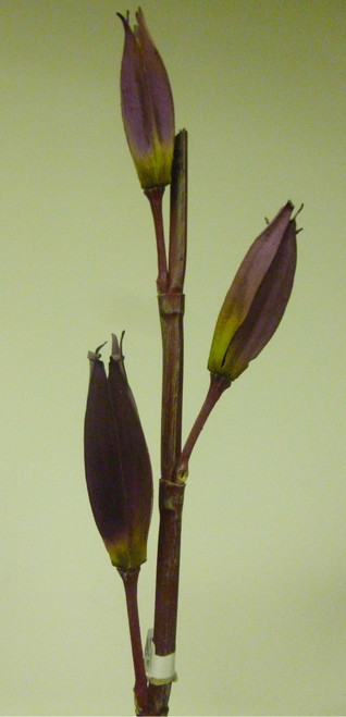 Sala Seed Spray Purple