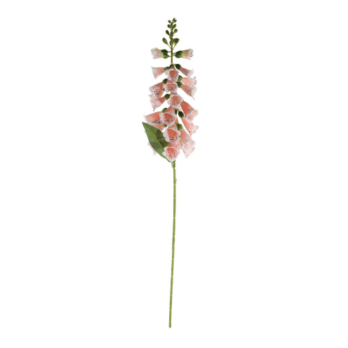 Essential Foxglove - Peach
