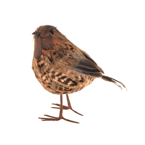 Thrush Bird