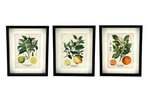 3Astd 20X25cm Botanic Picture Frames