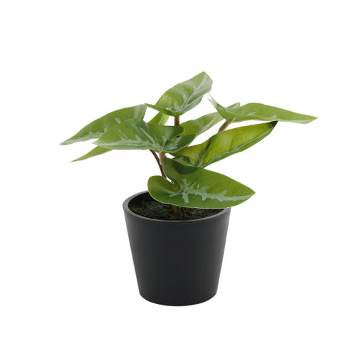 Plant House Mini Syngonium 13cm potted 
