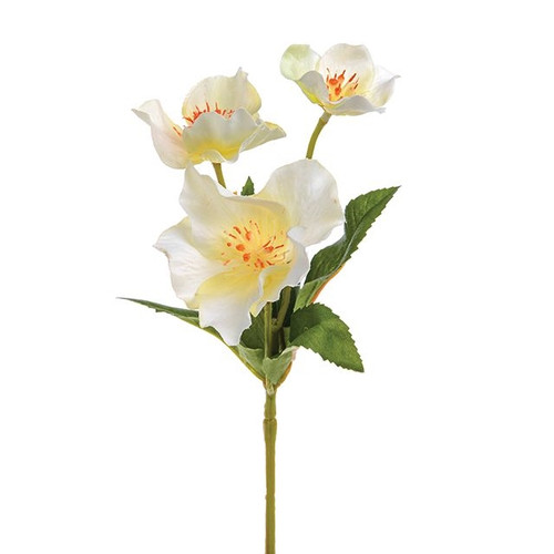 Hellebore Cream