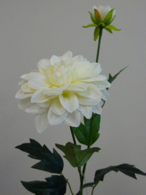 61cm Single Dahlia Cream