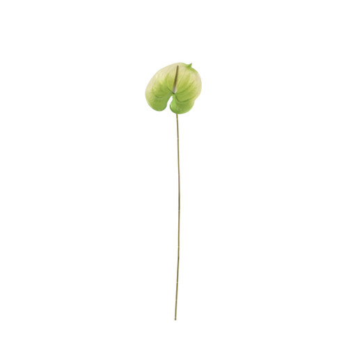 Essential Anthurium - White/Green