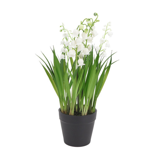 Lily of the Valley Potted  - 25cm