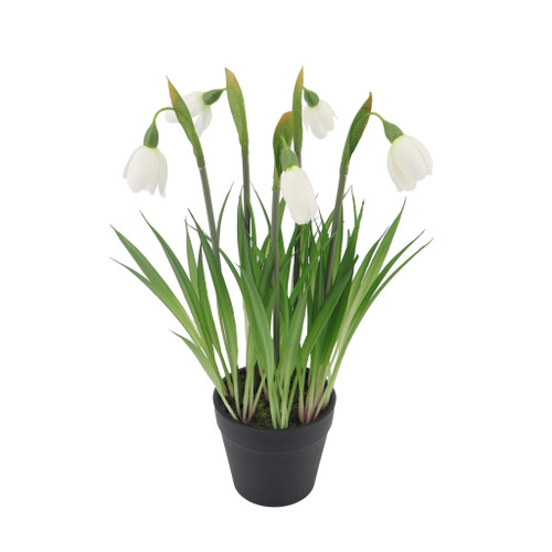 Snowdrop Potted - 25cm