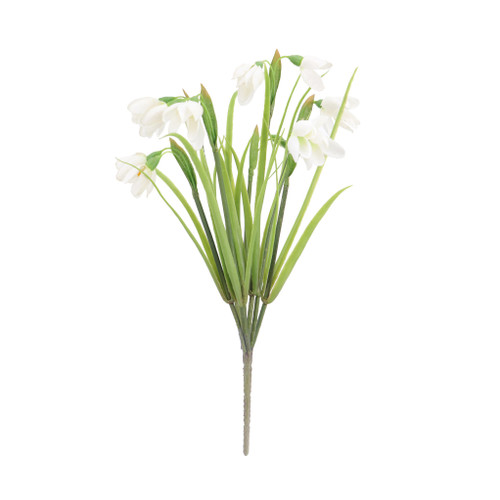 Snow Drop Bush - 33cm
