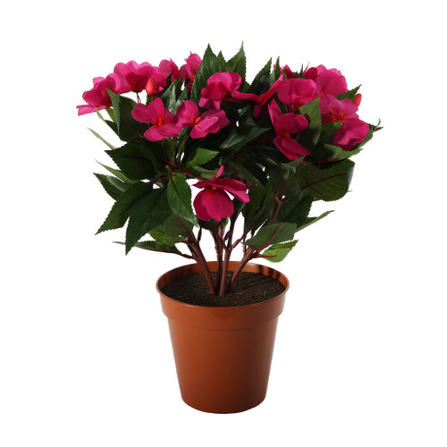 Impatiens Bush Fuchsia