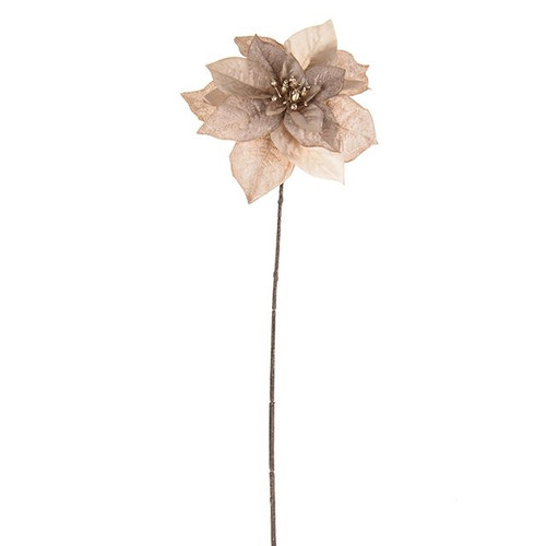 Emily Poinsettia Stem Champagne 56Cm